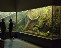 Террариум «Мир джунглей»